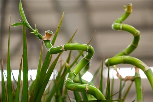 What Is Lucky Bamboo?