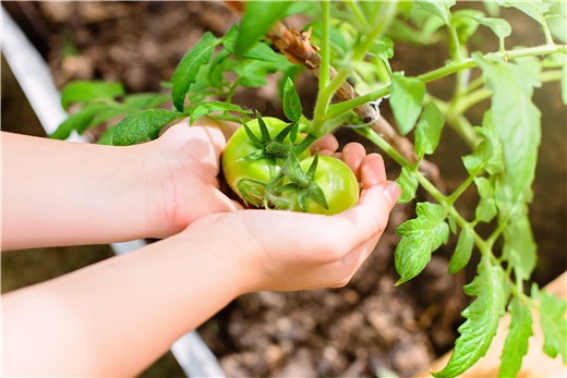 When to Prune a Tomato Plant?