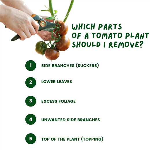 Which Parts of a Tomato Plant Should I Remove?