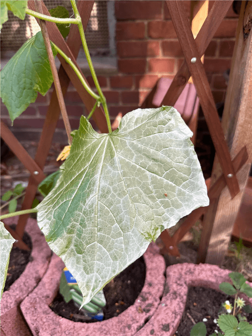 White Leaves on Cucumber Plants