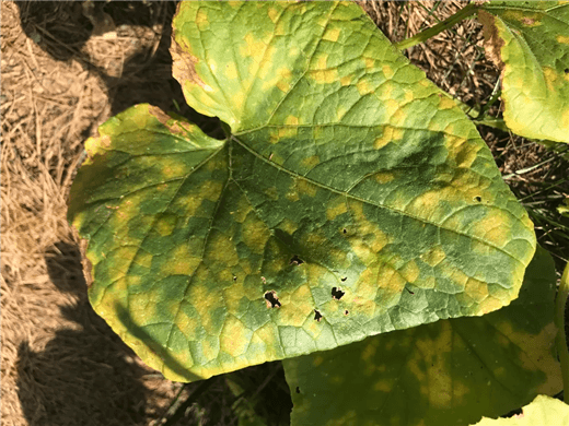 Yellow Spots on Leaves of Cucumber Plant