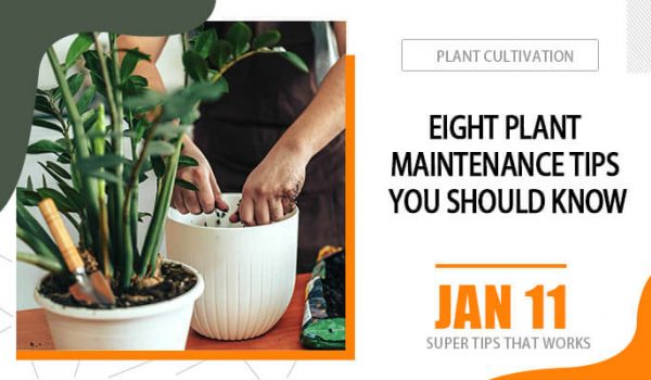 8 Plant Maintenance Tips You Should Know