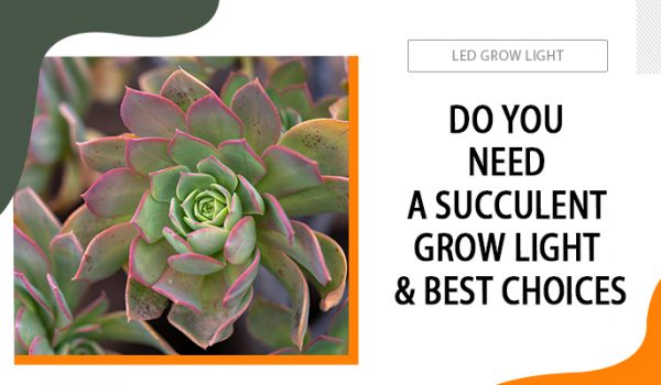 succulent grow light