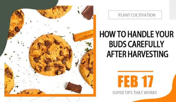 How to Handle your buds carefully after harvesting
