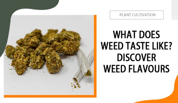 What-Does-Weed-Taste-Like
