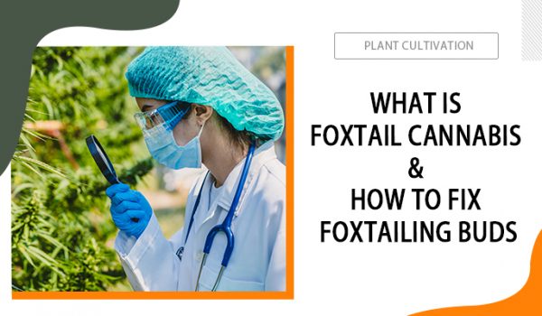 What-Is-Foxtail-Cannabis-and-How-to-Fix-Foxtailing-Buds